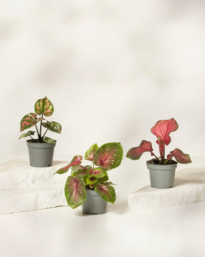 Das Baby Caladium gemischt (3er-Set) besteht aus drei kleinen Caladium-Pflanzen im Topf mit grün und rosa bunten Blättern, die jeweils einzigartige Formen und leuchtende Farben auf weißen strukturierten Plattformen vor einem hellen Hintergrund aufweisen.