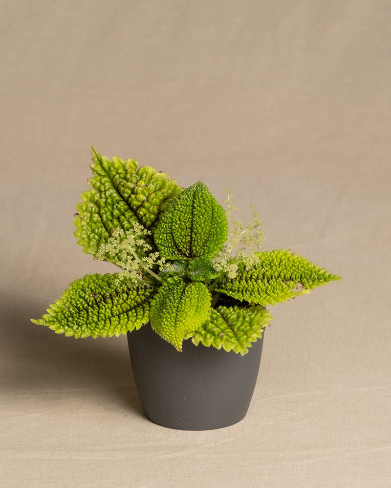 Baby Pilea ‘Moon Valley’ in grauem Übertopf vor beigem Hintergrund