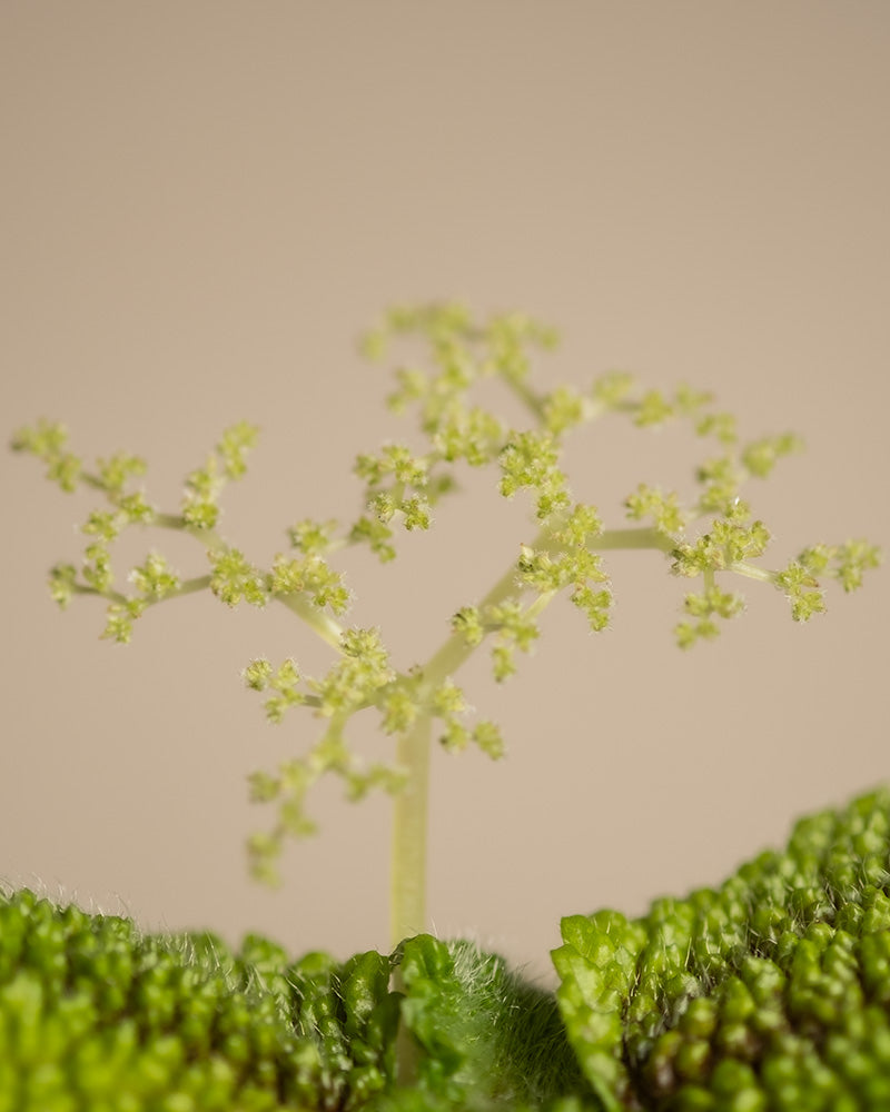 Detailaufnahme einer Baby Pilea ‘Moon Valley’. 