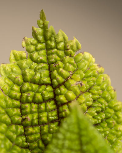 Detailaufnahme einer Baby Pilea ‘Moon Valley’.