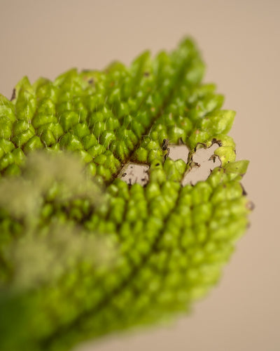 Detailaufnahme eines Makels im Blatt einer Baby Pilea ‘Moon Valley’.