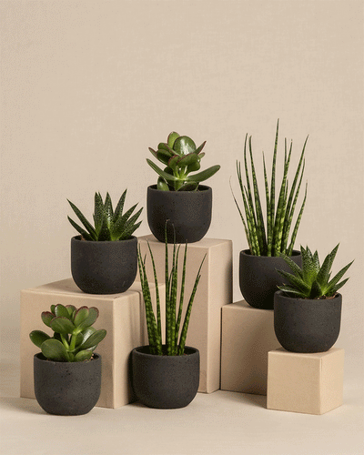 Ein Set aus sechs kleinen Sukkulenten in Töpfen, „Babypflanzen für wenig Wasser“, bestehend aus einem Geldbaum und einer Sansevieria Mikado in schwarzen Behältern. Diese sind stilvoll auf beigen Blöcken unterschiedlicher Höhe vor einem neutralen Hintergrund angeordnet und sorgen so für einen minimalistischen Look.