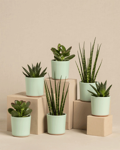 Das Set „Babypflanzen für wenig Wasser (6er Set)“ besteht aus sechs Sukkulenten und einer Sansevieria Mikado in hellgrünen Töpfen, die auf gestapelten beigen Blöcken vor einem neutralen Hintergrund angeordnet sind. Ihre unterschiedlichen Höhen und Texturen ergeben ein ansprechendes Arrangement.