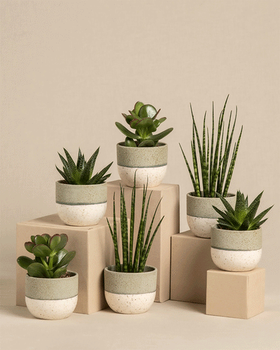 Sechs kleine Babypflanzen für wenig Wasser aus einem 6er-Set und eine Sansevieria Mikado stehen auf beige gestapelten Kisten. Die grau gesprenkelten Töpfe ergänzen den minimalistischen Hintergrund und sind ideal, um Ihre wachsende Pflanzensammlung zu präsentieren.