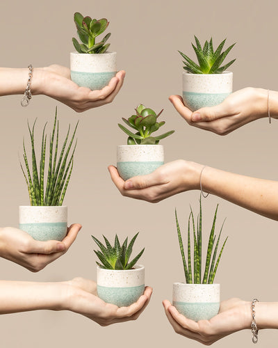 Hände halten kleine Töpfe mit Babypflanzen für wenig Wasser (6er Set), darunter Sukkulenten und Sansevieria Mikado. Die weißen Töpfe haben einen hellblauen Streifen und stehen vor einem beigen Hintergrund, wodurch die Pflanzenarten in einer symmetrischen Anordnung zur Geltung kommen.