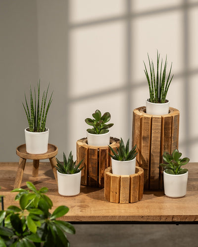 Das „Babypflanzen für wenig Wasser (6er Set)“ umfasst eine Vielzahl kompakter Pflanzen wie Sansevieria Mikado und Sukkulenten, die elegant auf rustikalen Holzständern präsentiert werden. Die weißen Töpfe heben hohe Gräser im natürlichen Licht vor einem neutralen Hintergrund wunderschön hervor.