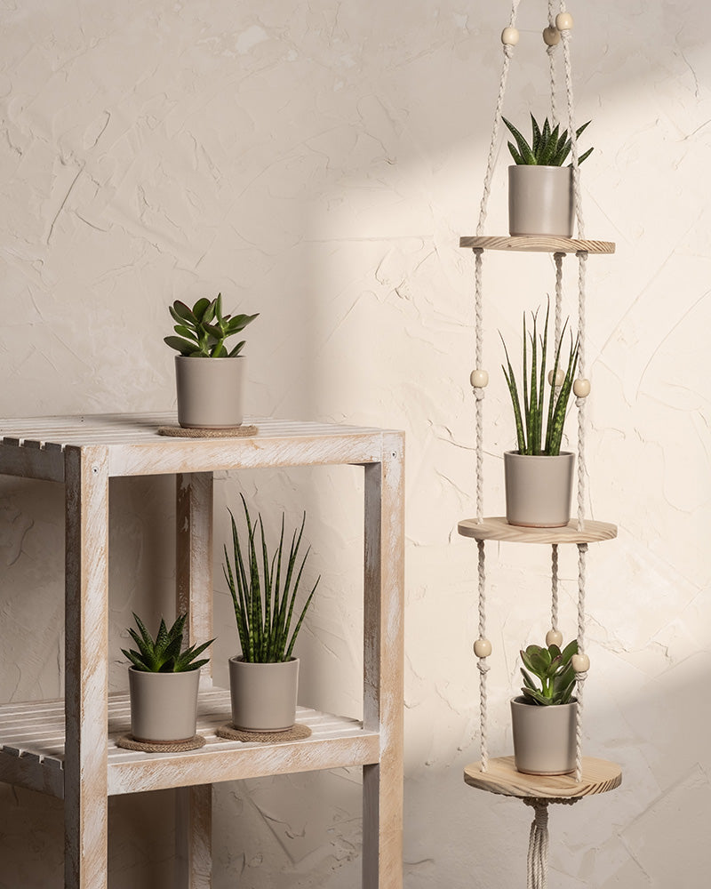 Ein minimalistisches Indoor-Garten-Set umfasst die „Babypflanzen für wenig Wasser (6er Set)“ mit kleinen Sukkulenten in Töpfen und einer eleganten Sansevieria Mikado auf einem Holzregal. Daneben wertet ein hängender Holzpflanzer die strukturierte beige Wand auf und schafft eine ruhige und natürliche Ästhetik.