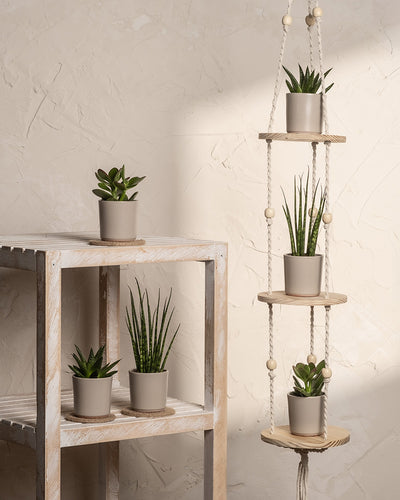 Ein minimalistisches Indoor-Garten-Set umfasst die „Babypflanzen für wenig Wasser (6er Set)“ mit kleinen Sukkulenten in Töpfen und einer eleganten Sansevieria Mikado auf einem Holzregal. Daneben wertet ein hängender Holzpflanzer die strukturierte beige Wand auf und schafft eine ruhige und natürliche Ästhetik.