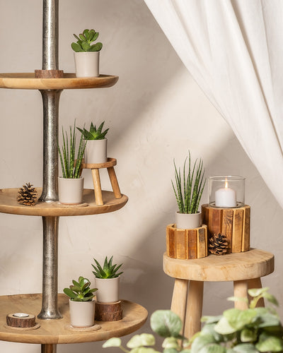 In einem rustikalen Raum stehen kleine Sukkulententöpfe aus dem „Babypflanzen für wenig Wasser (6er Set)“ und eine Sansevieria Mikado auf runden Holzregalen. Sanftes Licht verstärkt ihren Charme, während eine brennende Kerze Wärme spendet und das gemütliche Naturdekor vervollständigt.