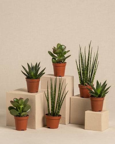 Das Set „Babypflanzen für wenig Wasser (6er Set)“ präsentiert eine Gruppe von sechs kleinen Sukkulenten in Töpfen, darunter ein bezaubernder Geldbaum und eine Sansevieria Mikado, arrangiert auf beigen geometrischen Plattformen in Terrakotta-Töpfen mit sowohl runden als auch stacheligen Blättern.