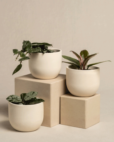Drei Topfpflanzen aus dem Babypflanzen-Trio Hoya stehen auf beigen geometrischen Blöcken. Die glänzenden, bunten Blätter in Weiß, Grün und Rosa blühen wie Wachsblumen in glatten weißen Keramiktöpfen vor einem neutralen Hintergrund.