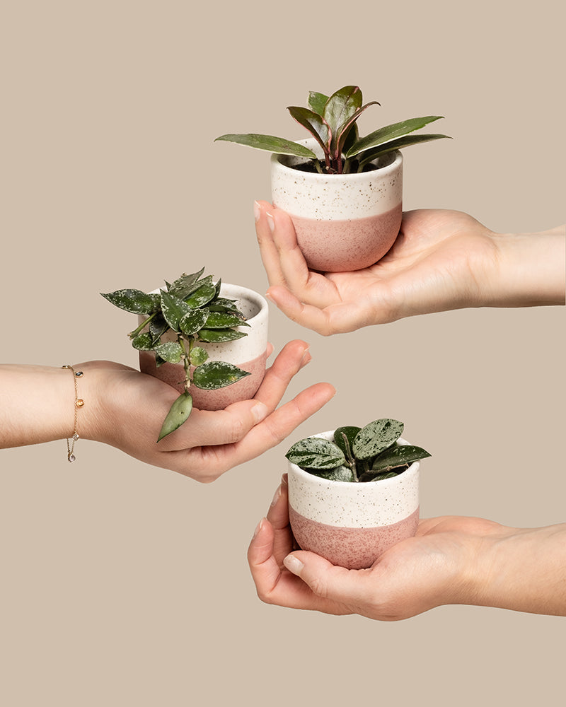 Drei Hände präsentieren das Babypflanzen-Trio Hoya. Es besteht aus kleinen rosa-weißen Keramiktöpfen mit verschiedenen Grünpflanzen, darunter auch eine bezaubernde Hoya. Vor einem schlichten beigen Hintergrund bilden die abwechslungsreichen Formen und Farben eine harmonische Komposition.