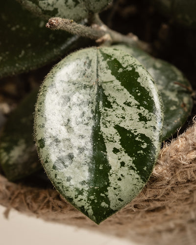 Eine Nahaufnahme zeigt ein grünes Hoya-Blatt mit einem Tarnmuster aus hellen und dunklen Flecken. Seine glatte, wachsartige Textur zeugt von Widerstandsfähigkeit. Es gehört zum Babypflanzen-Trio Hoya und ist am Stiel befestigt. Im Hintergrund ist ein geflochtenes Seil schwach zu erkennen.