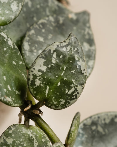 Das herzförmige Hoya-Blatt des Babypflanzen-Trios mit grün und silber gesprenkelten Mustern auf glatter Oberfläche hebt sich von einem sanft verschwommenen Hintergrund ab und zeigt seine komplizierten Details.