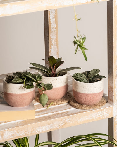 Das Babypflanzen-Trio Hoya in rosa und weißen Töpfen schmückt ein Holzregal mit Blattpflanzen; eine wächst elegant über den Rand, während eine andere üppige Pflanze das ruhige Arrangement verschönert.