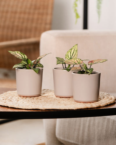 Babytrio Caladium 'Pliage' auf einem Holztisch in einem Wohnzimmer