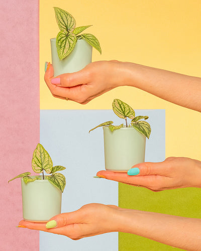 Babytrio Caladium 'Pliage' in mint-farbigen Töpfen balancieren auf einem Unterarm