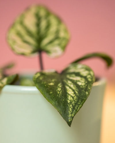 Detailaufnahme Babytrio Caladium 'Pliage' Blätter