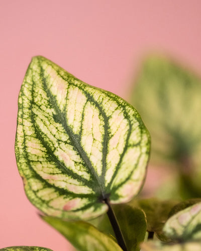 Detailaufnahme Babytrio Caladium 'Pliage' Blätter