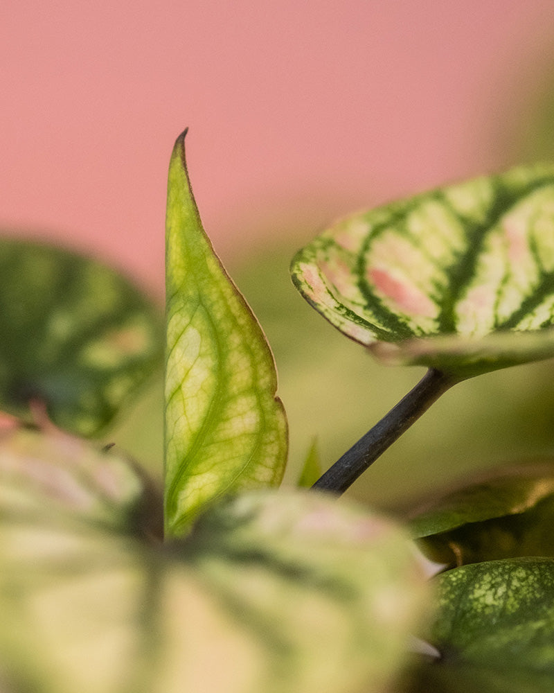 Detailaufnahme Babytrio Caladium 'Pliage' Blätter