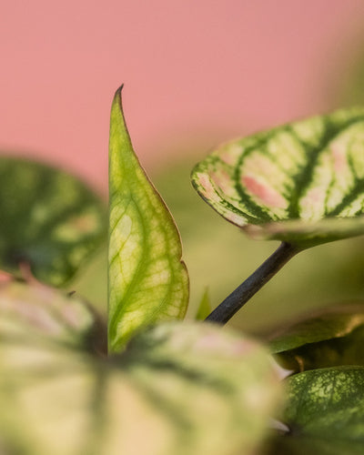 Detailaufnahme Babytrio Caladium 'Pliage' Blätter
