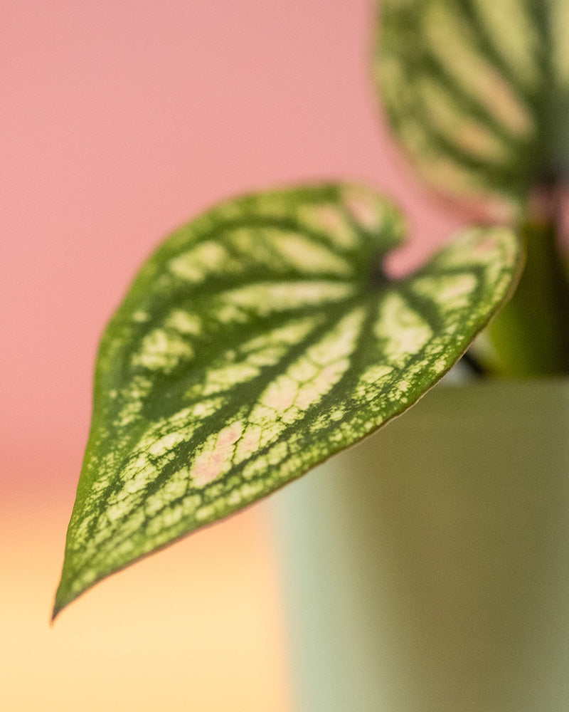 Detailaufnahme Babytrio Caladium 'Pliage' Blätter