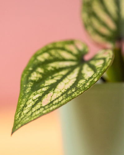 Detailaufnahme Babytrio Caladium 'Pliage' Blätter