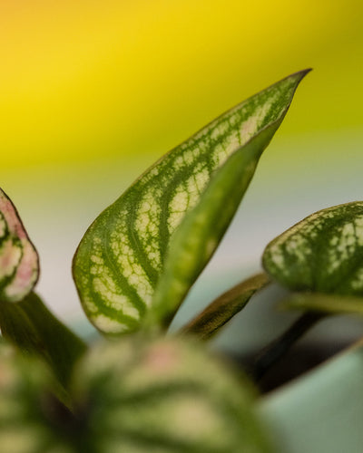 Detailaufnahme Babytrio Caladium 'Pliage' Blätter