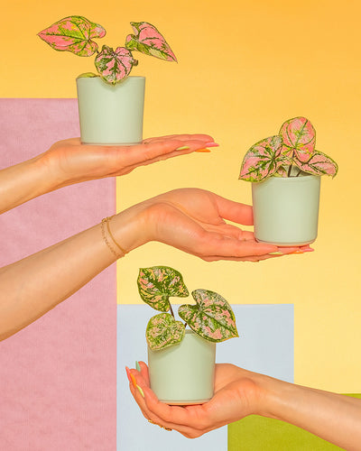 Babytrio Caladium 'Purple Light' gehalten von drei Händen in unterschiedlichen Keramiktöpfen von feey