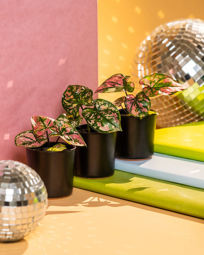 Babytrio Caladium 'Purple Light' gehalten von drei Händen in unterschiedlichen Keramiktöpfen von feey