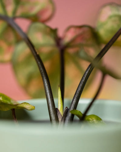 Detailaufnahme Baby Caladium 'Purple Light' Blatt
