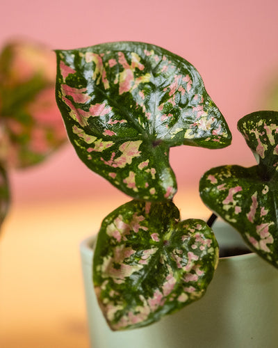 Detailaufnahme Baby Caladium 'Purple Light' Blatt