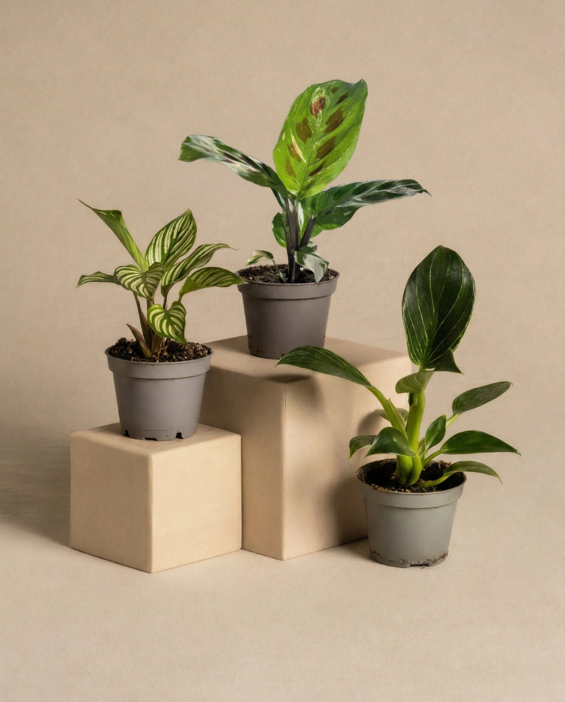 Drei Topfpflanzen aus der Kollektion Babypflanzen-Trio fürs Badezimmer, darunter ein atemberaubender Philodendron White Measure und eine lebendige Calathea Vittata, werden auf verschiedenen Ebenen beiger Podeste vor einem beigen Hintergrund präsentiert. Die Pflanzen haben unterschiedliche Blattformen und -muster. 