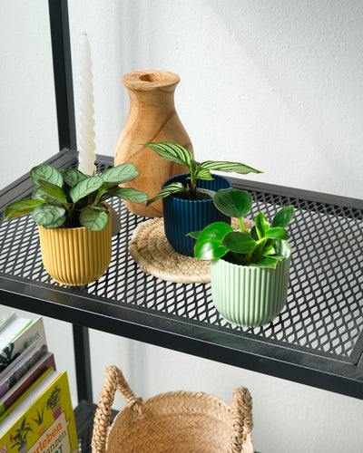 Babypflanzen-Trio fürs Badezimmer in einem Regal im Wohnzimmer