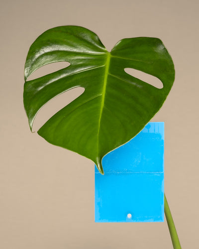  Blautafel an einer Monstera