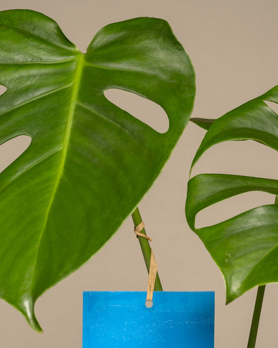 Blautafel an einer Monstera