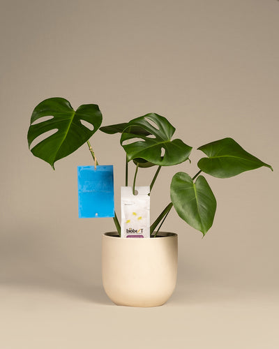 Raubmilben und Blautafel an einer Monstera