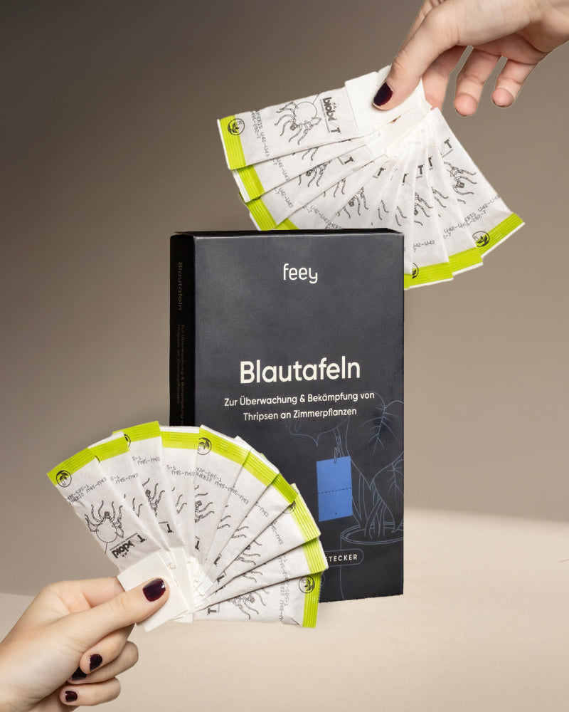 Eine Person zeigt mehrere gelbe Klebefallen aus dem 