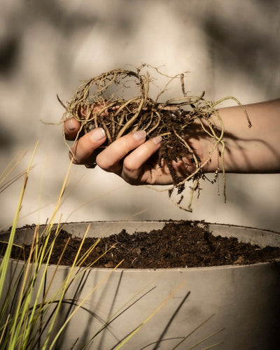 Eine Hand hält ein Bündel Rhizomwurzeln der Blauen Funkie über einem mit Erde gefüllten Topf, aus dem grüne Grashalme hervortreten. Der sanft verschwommene Hintergrund erzeugt eine ruhige Atmosphäre und erinnert an die Pflege der Funkie in ihrem frühen Stadium.