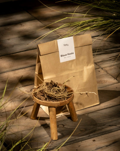 Ein Paket mit der Aufschrift „Blaue Hosta“ steht auf Holz, neben einem Hocker mit getrockneten Rhizomen. Hohe Gräser werfen Schatten und lassen leuchtend blaue Blätter erahnen.