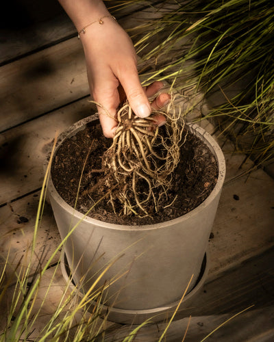 Eine Hand legt ein Bündel verknoteter Blaue-Hosta-Rhizome in einen hellgrauen Topf mit Erde. Hohe grüne Gräser umgeben den Topf auf einer Holzterrasse. Warmes Licht suggeriert eine einladende Gartenatmosphäre, ideal für die Funkienzucht.