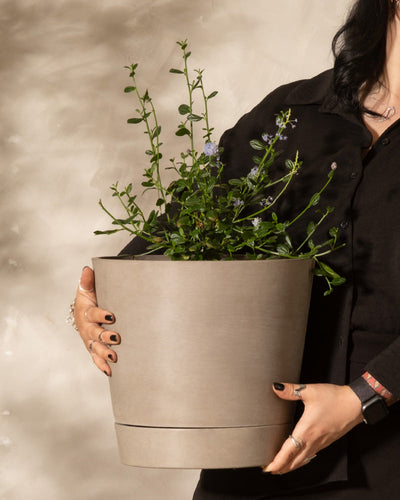 Eine Frau hält Blaue Säckelblume in einem Topf