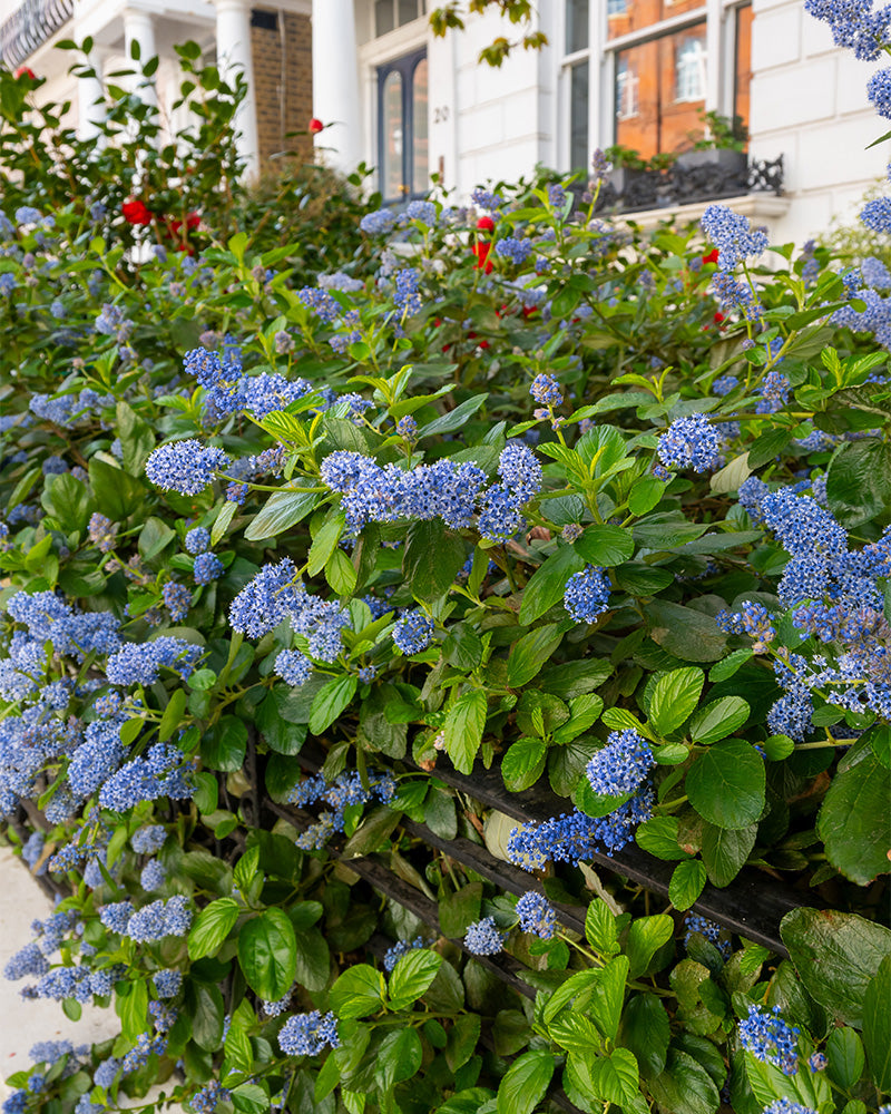 Büschel kleiner blauer Blüten der Blauen Säckelblume schmücken die Büsche vor einem weißen Gebäude mit Säulen und einem Blumenkasten. Grüne Blätter betonen das Blau und heben die roten Blüten im Hintergrund hervor.