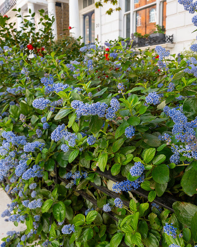 Büschel kleiner blauer Blüten der Blauen Säckelblume schmücken die Büsche vor einem weißen Gebäude mit Säulen und einem Blumenkasten. Grüne Blätter betonen das Blau und heben die roten Blüten im Hintergrund hervor.