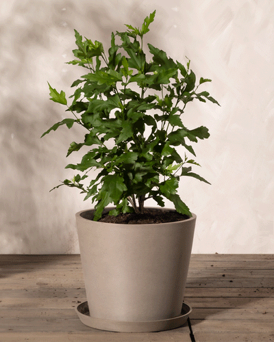 Ein gesunder, grüner Blauer Hibiskus mit länglichen Blättern steht auf einer Holzoberfläche. Der Topf ist ein einfacher, heller Behälter mit passender Untertasse vor einem neutralen, strukturierten Hintergrund. Diese Blaue Hibiskuspflanze ist gut beleuchtet und wirft einen weichen Schatten.