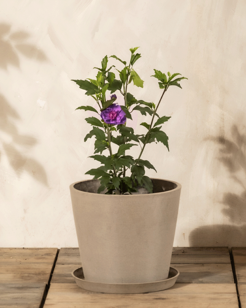 Ein kompakter Blauer Hibiskus in einem beigen Topf sitzt auf Holz an einer hellen Wand und bringt seine einzelne lila Blüte zur Geltung und verleiht dem Raum bienenfreundlichen Charme.