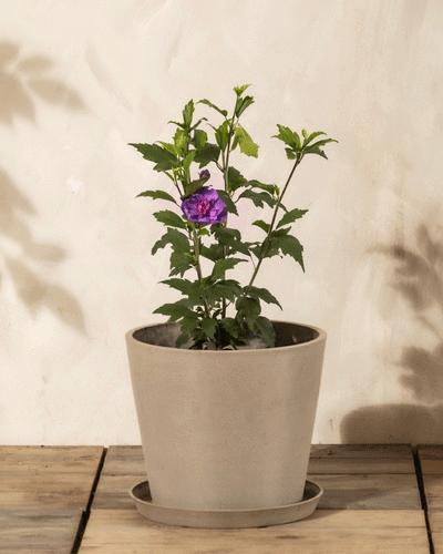 Ein kompakter Blauer Hibiskus in einem beigen Topf sitzt auf Holz an einer hellen Wand und bringt seine einzelne lila Blüte zur Geltung und verleiht dem Raum bienenfreundlichen Charme.
