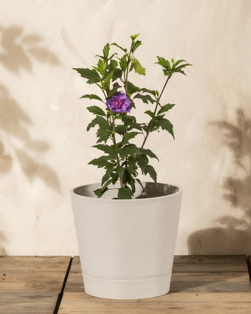 Ein kleiner getöpferter Blauer Hibiskus mit grünen Blättern und einer einzelnen lilafarbenen Blüte sitzt in einem schlichten weißen Topf auf einer hölzernen Oberfläche vor einer hellen Wand. Diese winterharte Pflanze bringt das ganze Jahr über Charme in Ihren Raum.