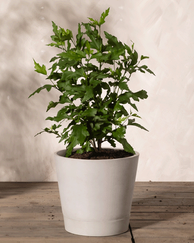 Ein üppig grüner Blauer Hibiskus mit gezackten Blättern steht in einem schlichten weißen Topf. Der Topf steht auf einer Holzoberfläche mit neutralem, hellem Hintergrund. Diese bienenfreundliche und winterharte Pflanze steht gut beleuchtet, was die leuchtende Farbe und das gesunde Aussehen der Blätter hervorhebt.