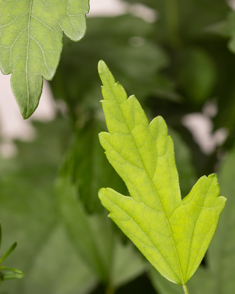 Nahaufnahme eines hellgrünen Ahornblattes mit deutlichen Lappen und gezackten Rändern vor einem unscharfen Hintergrund aus anderen grünen Blättern des Blauen Hibiskus. Die Blattadern sind deutlich sichtbar und verleihen dem Bild Struktur.